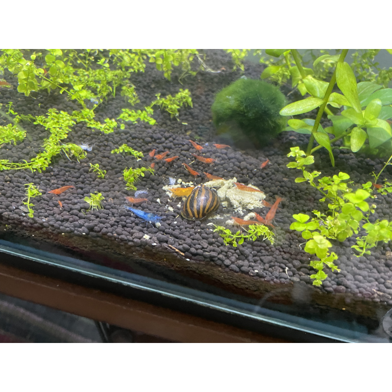 Varied Colour Cherry Shrimp