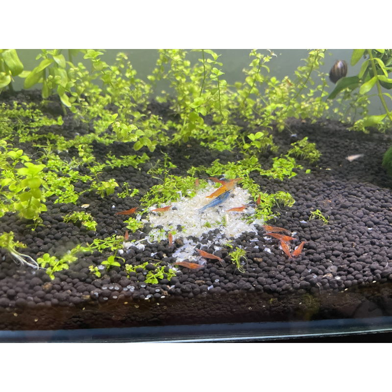 Varied Colour Cherry Shrimp
