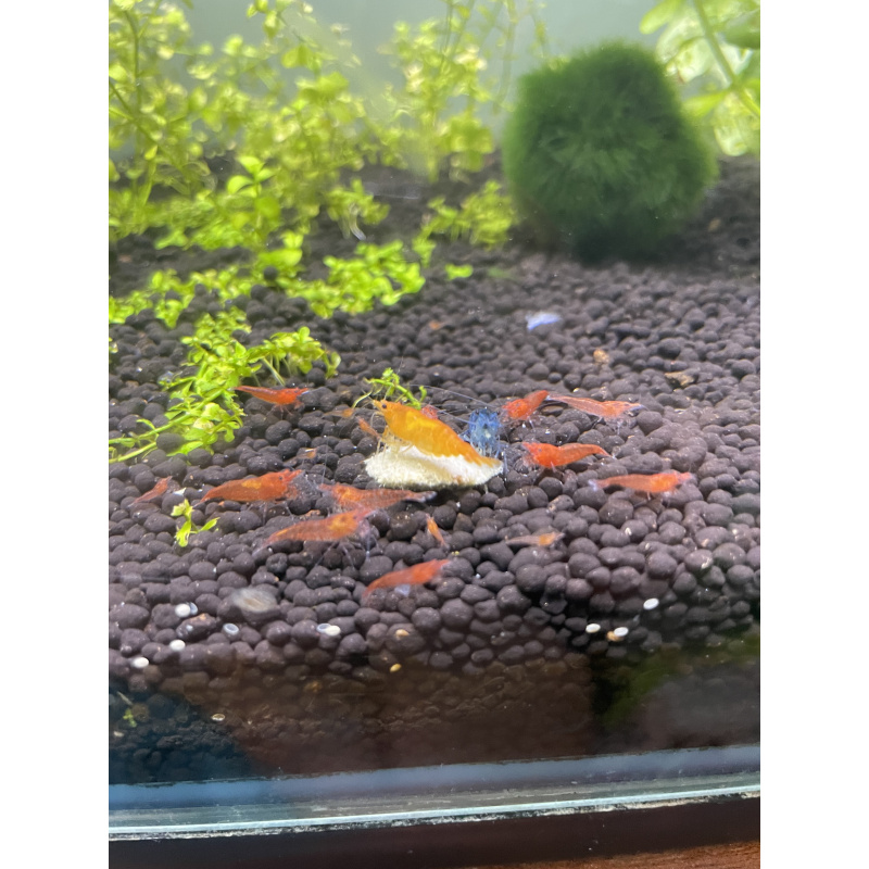 Varied Colour Cherry Shrimp