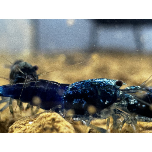 Ocean Blue KW Line 10+2