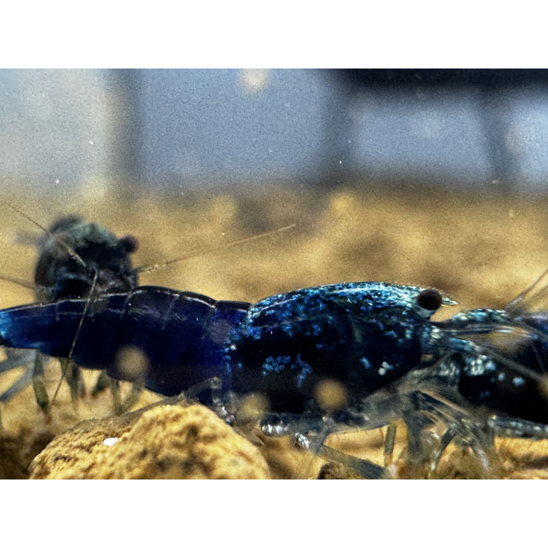 Ocean Blue KW Line 10+2