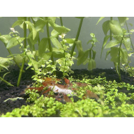 Varied Colour Cherry Shrimp