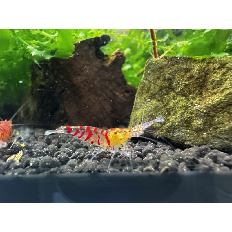 10+1 Red Tiger Orange Eye