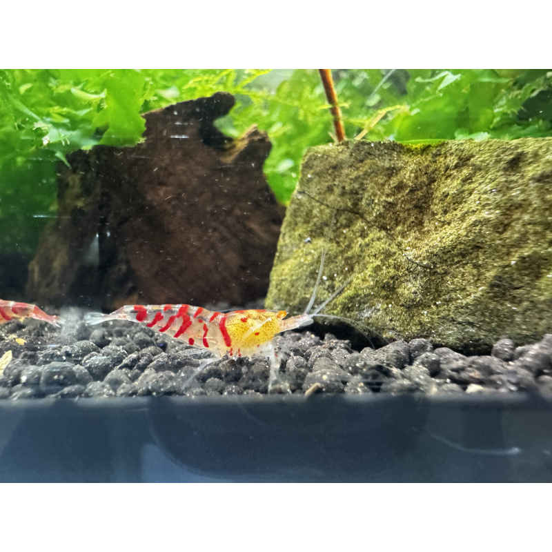 10+1 Red Tiger Orange Eye