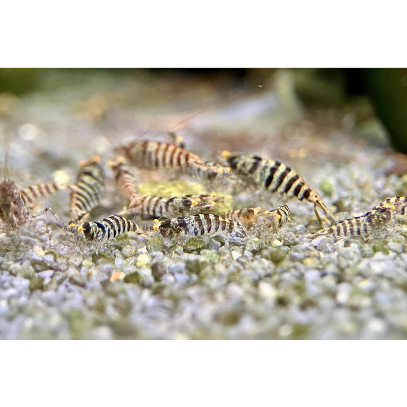 20 x Zebra babaulti shrimp