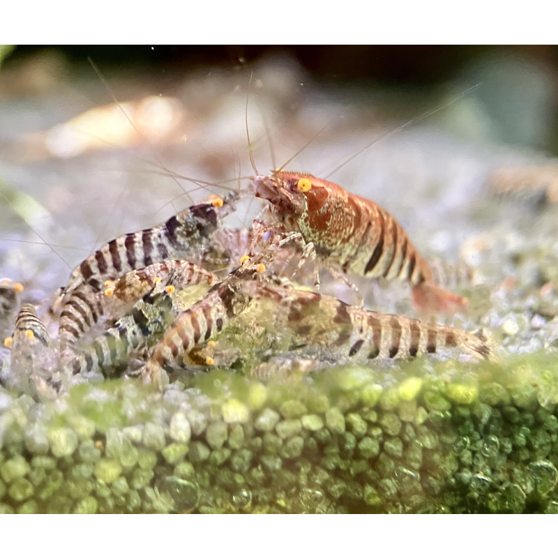 20 x Zebra babaulti shrimp
