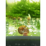 Tiger Ramshorn Snails X 5 - Limited