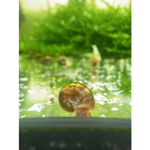 Tiger Ramshorn Snails X 5 - Limited
