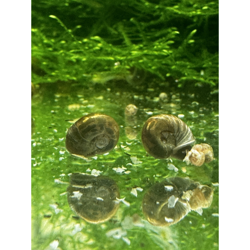 Tiger Ramshorn Snails X 5 - Limited