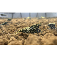 RARE - Black/Blue Snowfall SSS Grade - Juveniles X 10 no DoA