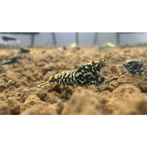 RARE - Black/Blue Snowfall SSS Grade - Juveniles X 10 no DoA