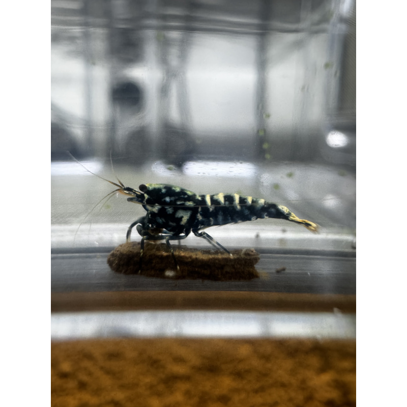 RARE - Black/Blue Snowfall SSS Grade - Juveniles X 10 no DoA