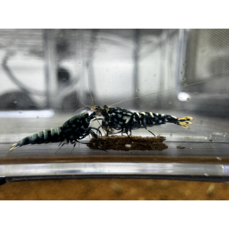 RARE - Black/Blue Snowfall SSS Grade - Juveniles X 10 no DoA