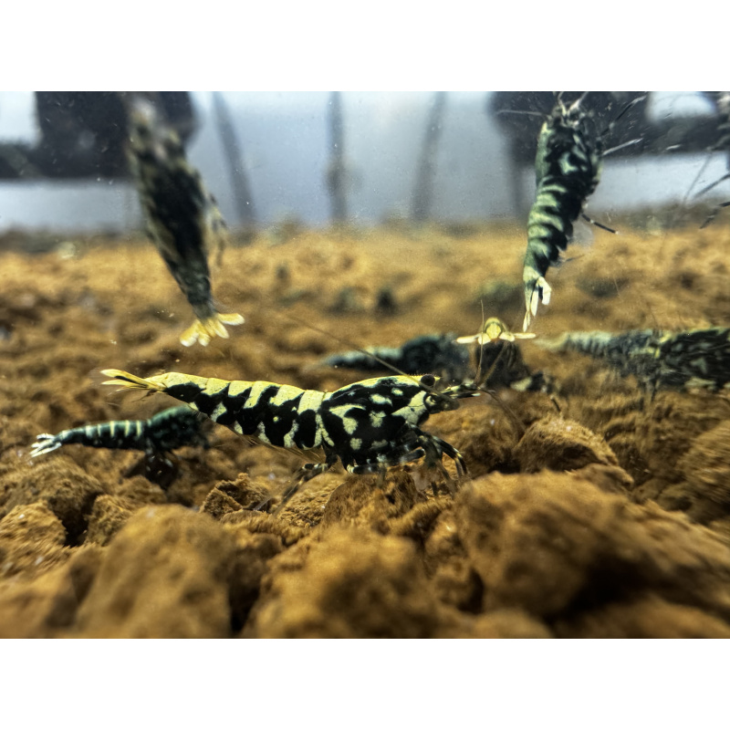 RARE - Black/Blue Snowfall SSS Grade - Juveniles X 10 no DoA