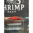 Fire Red Neocaridina Shrimp – Vibrant & Hardy! X10 only £15