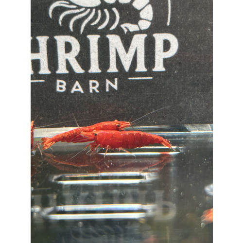 Fire Red Neocaridina Shrimp – Vibrant & Hardy! X10 only £15