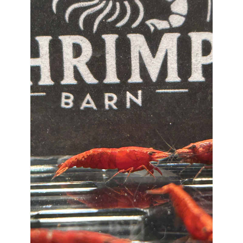 Fire Red Neocaridina Shrimp – Vibrant & Hardy! X10 only £15
