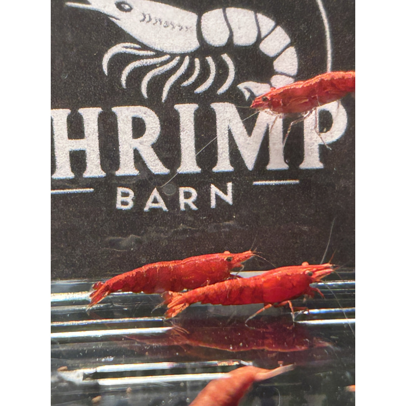 Fire Red Neocaridina Shrimp – Vibrant & Hardy! X10 only £15