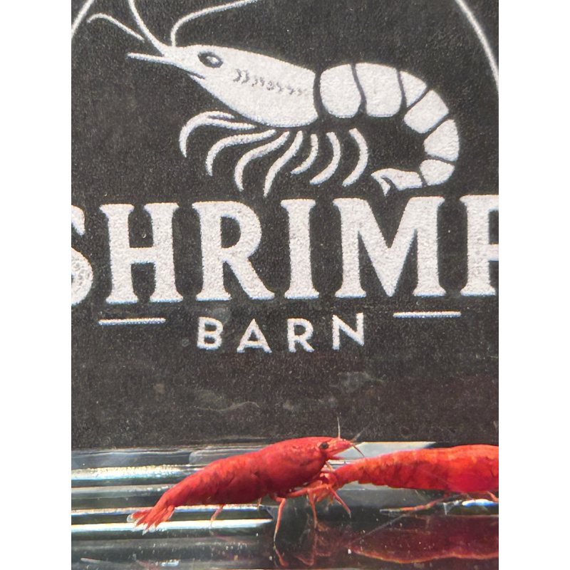 Fire Red Neocaridina Shrimp – Vibrant & Hardy! X10 only £15