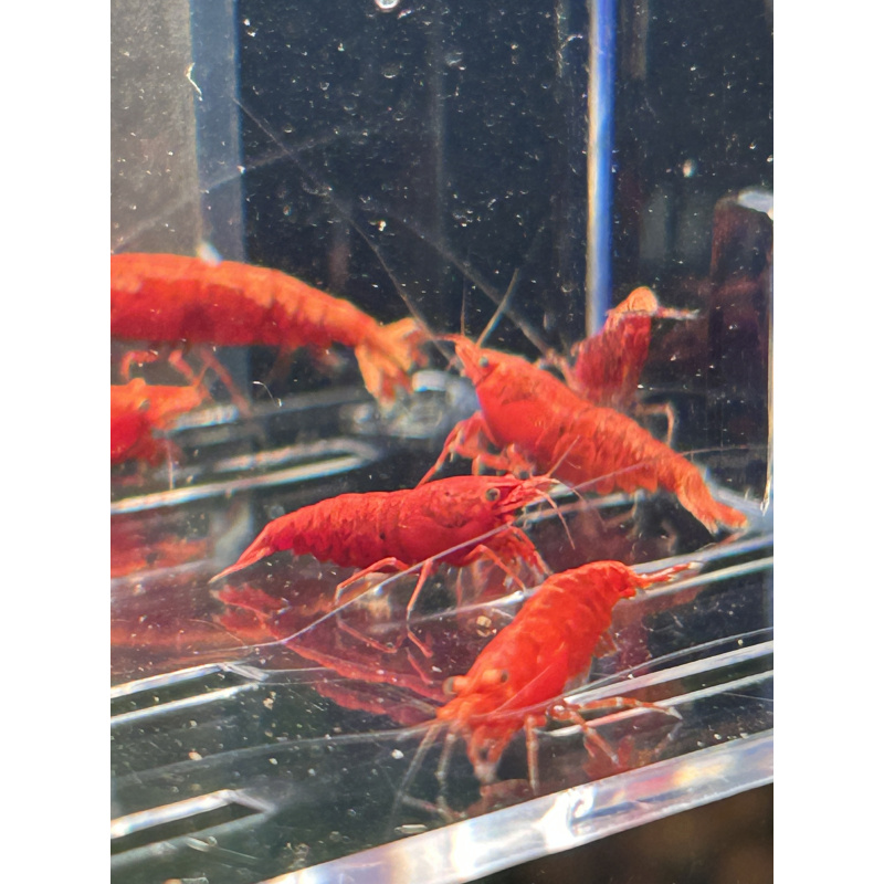 Fire Red Neocaridina Shrimp – Vibrant & Hardy! X10 only £15