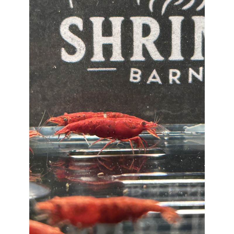 Fire Red Neocaridina Shrimp – Vibrant & Hardy! X10 only £15