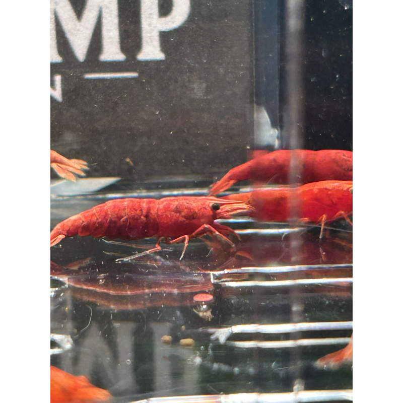 Fire Red Neocaridina Shrimp – Vibrant & Hardy! X10 only £15