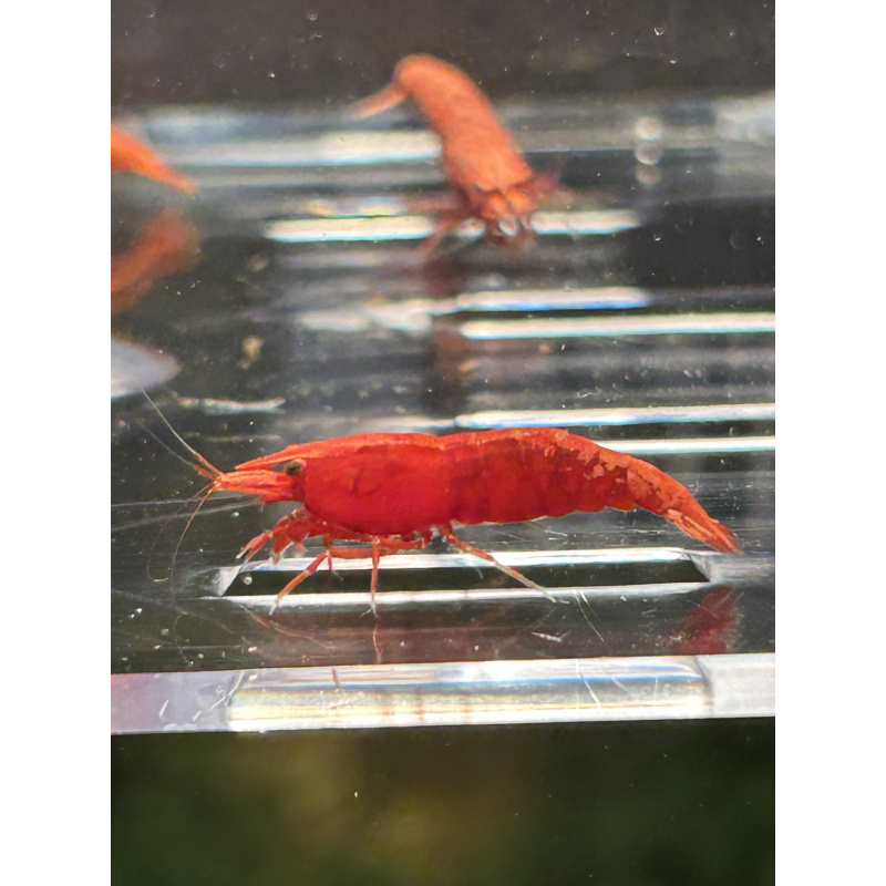 Fire Red Neocaridina Shrimp – Vibrant & Hardy! X10 only £15