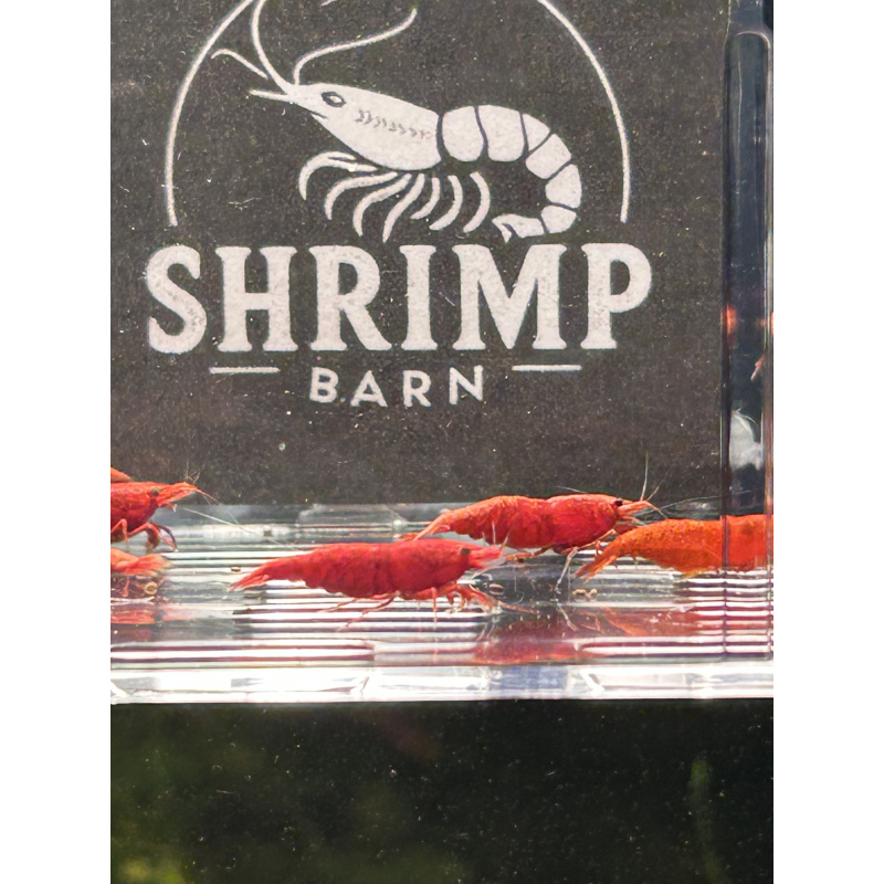 Fire Red Neocaridina Shrimp – Vibrant & Hardy! X10 only £15