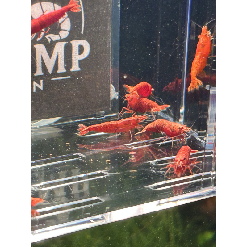 Fire Red Neocaridina Shrimp – Vibrant & Hardy! X10 only £15