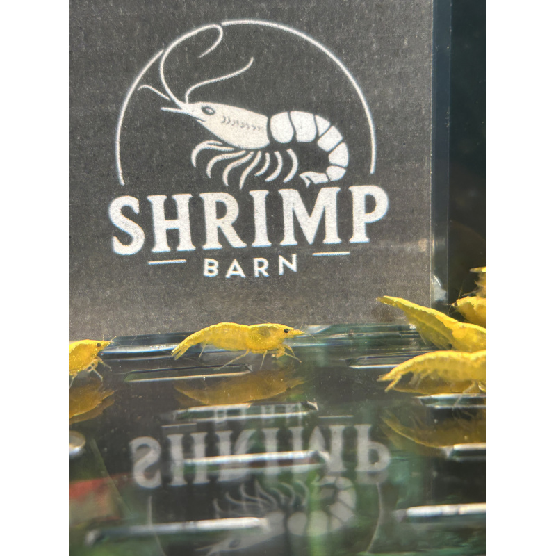 Yellow gold stripe neocaridina shrimp x20
