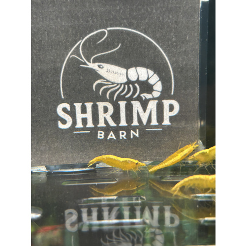 Yellow gold stripe neocaridina shrimp x20