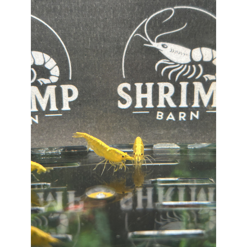 Yellow gold stripe neocaridina shrimp x20