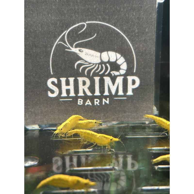 Yellow gold stripe neocaridina shrimp x20