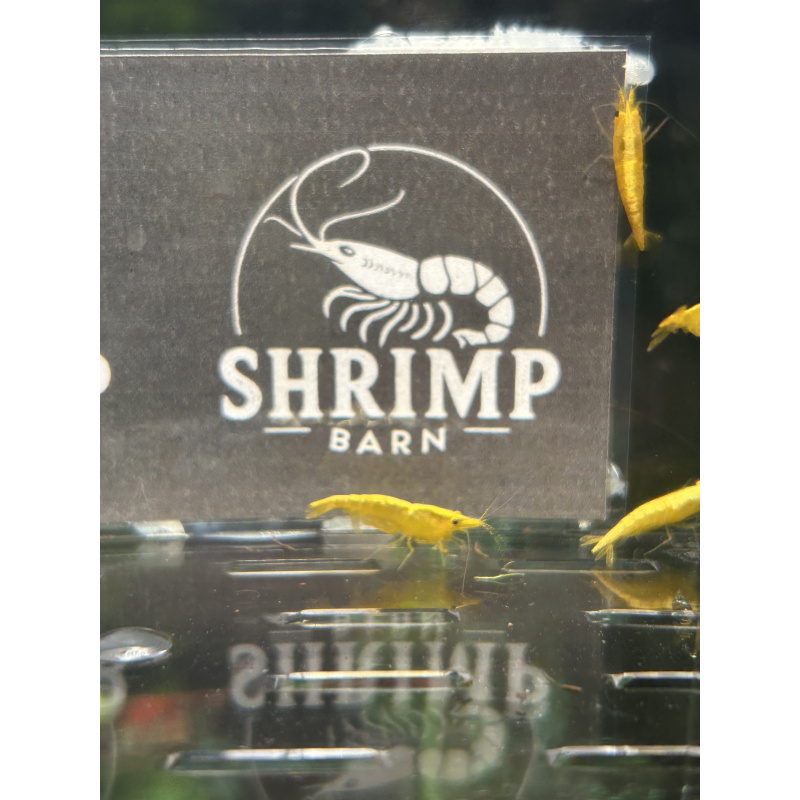 Yellow gold stripe neocaridina shrimp x20