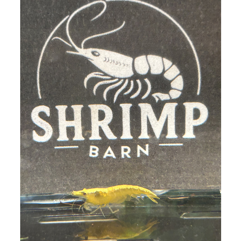 Yellow gold stripe neocaridina shrimp x20