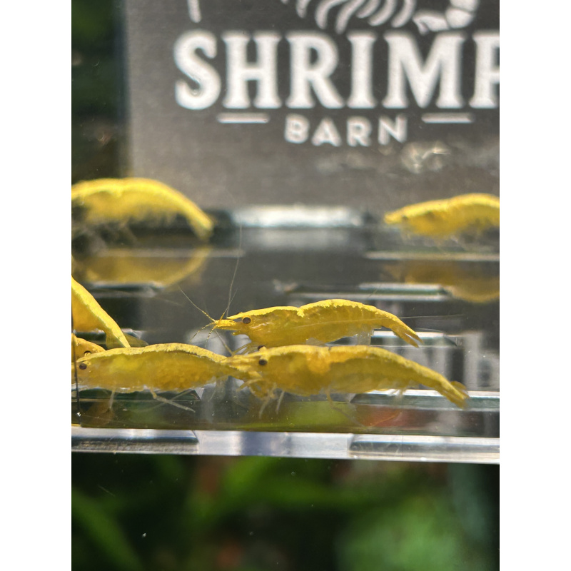 Yellow gold stripe neocaridina shrimp x20