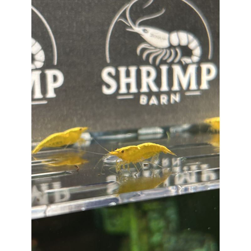 Yellow gold stripe neocaridina shrimp x20