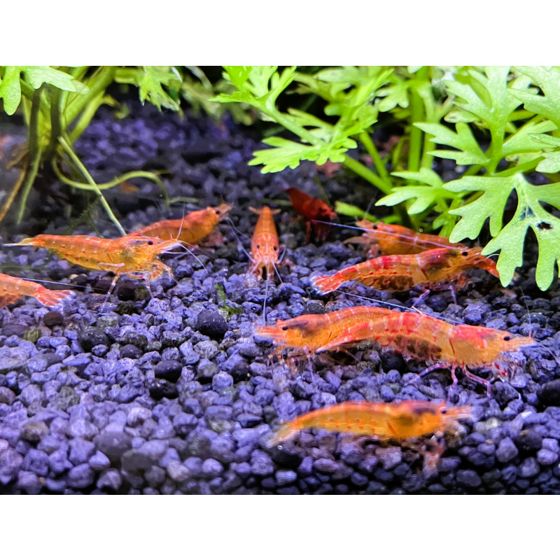 10 (plus 2) Bloodshot tangerine tiger shrimp. UK bred