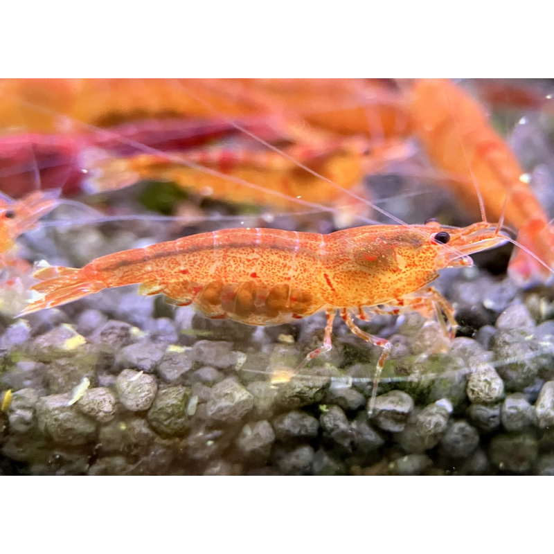 10 (plus 2) Bloodshot tangerine tiger shrimp. UK bred
