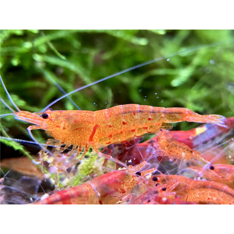 10 (plus 2) Bloodshot tangerine tiger shrimp. UK bred