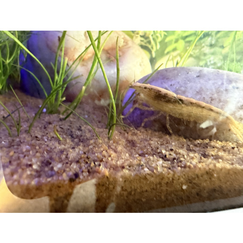 Young Amano Shrimp for sale