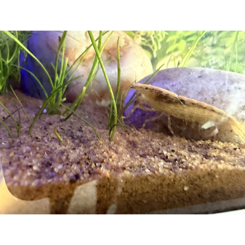 Young Amano Shrimp for sale