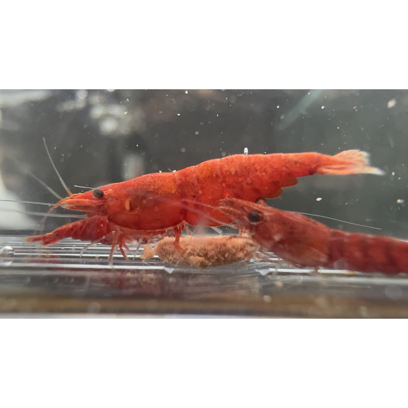 Ultra Fire Red Neocaridina 10+1