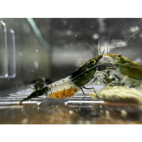 Green Rili  Neocaridina 10+1