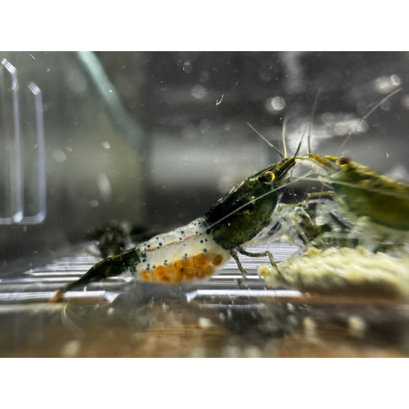 Green Rili  Neocaridina 10+1