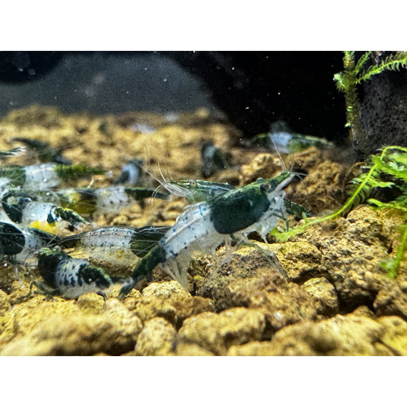 Green Rili  Neocaridina 10+1