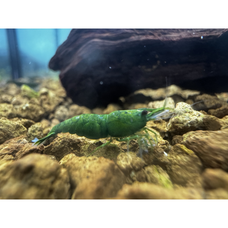 Ultra Green Jade  Neocaridina 10+1