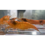 OE Orange Sakura Neocaridina 10