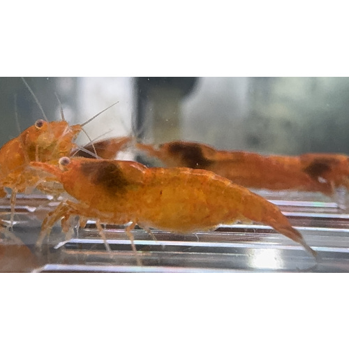 OE Orange Sakura Neocaridina 10