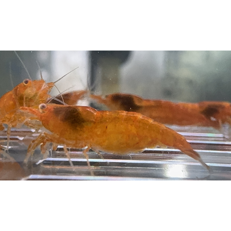 OE Orange Sakura Neocaridina 10